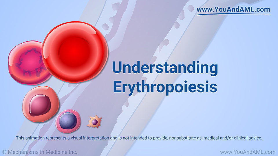 Animation - Understanding Erythropoiesis