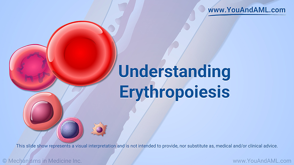 Slide Show - Understanding Erythropoiesis