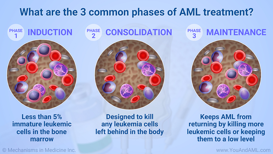 What are the 3 common phases of AML treatment?