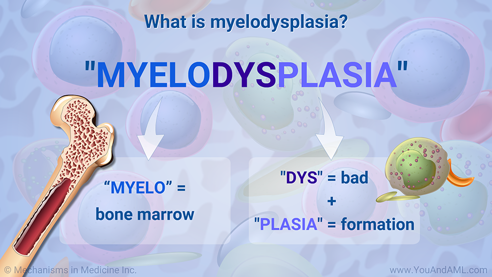 What is myelodysplasia?