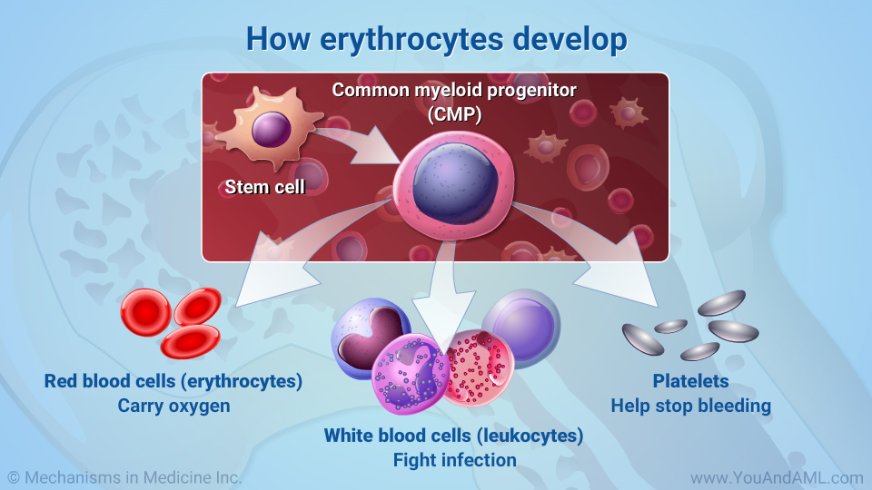 How erythrocytes develop
