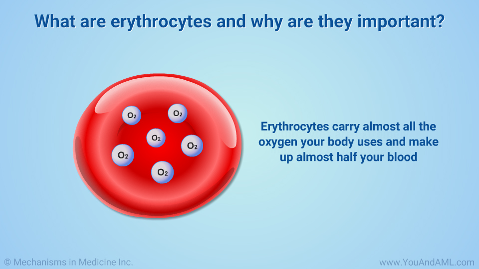 What are erythrocytes and why are they important?