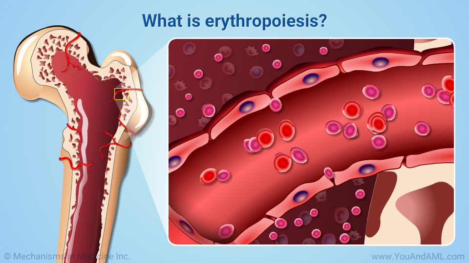 What is erythropoiesis?